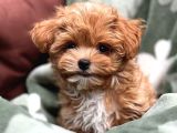 Tooy Poodle Cinsi Kıpkırmızı Red Mini Boy 