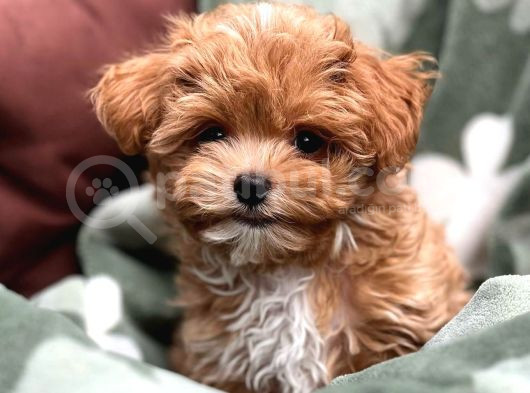 Tooy Poodle Cinsi Kıpkırmızı Red Mini Boy  görsel