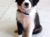 Border Collie Yavrumuz