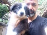 Border Collie Yavrumuz