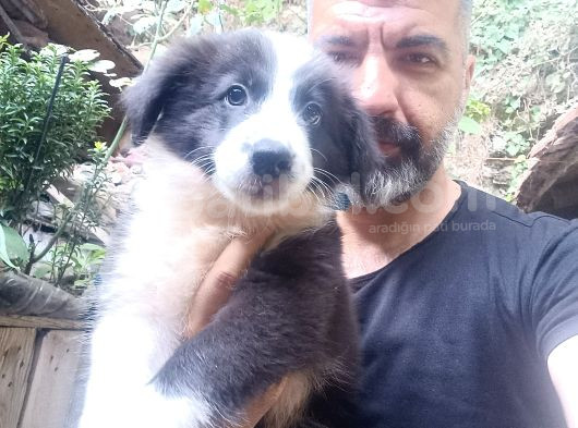 Border Collie Yavrumuz