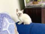 Brıtısh Yavrularımız Yeni Yuvalarını Bekliyor