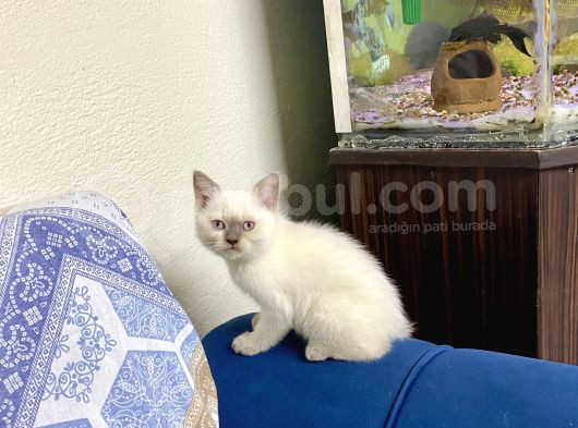 Brıtısh Yavrularımız Yeni Yuvalarını Bekliyor görsel