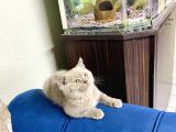 Brıtısh Yavrularımız Yeni Yuvalarını Bekliyor