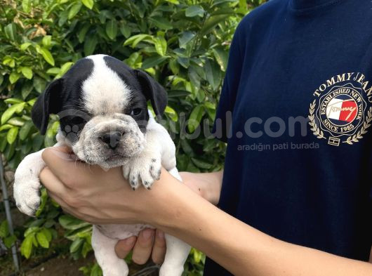 Bodrumdan Orji̇nal Fransiz Bulldoglar görsel
