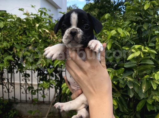 Bodrumdan Orji̇nal Fransiz Bulldoglar görsel