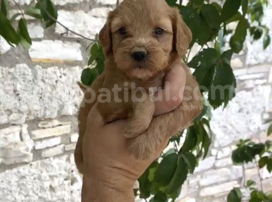 Ori̇gi̇nalli̇k Garanti̇li̇ Malti̇poo Yavrulari