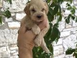 IRK GARANTİLİ mALTİPOO BEBEKLER