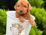Tooy poodle cinsi kıpkırmızı Red mini Boy 