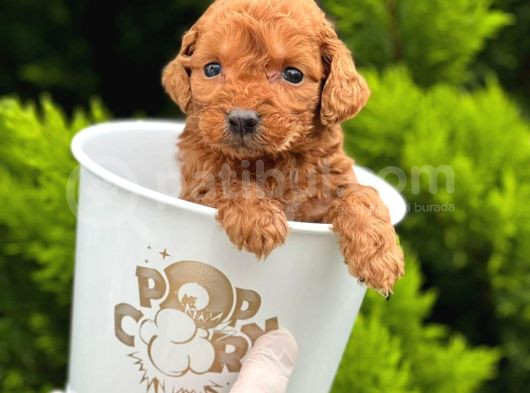 Tooy Poodle Cinsi Kıpkırmızı Red Mini Boy 