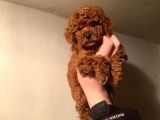 Teacup Poodle Yavruları Sahiplenmeye Hazır