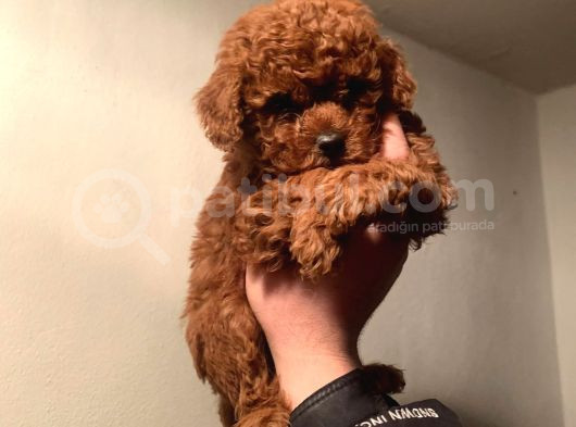 Teacup Poodle Yavruları Sahiplenmeye Hazır görsel