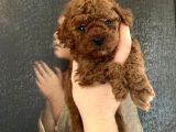 Teacup Poodle Yavruları Sahiplenmeye Hazır