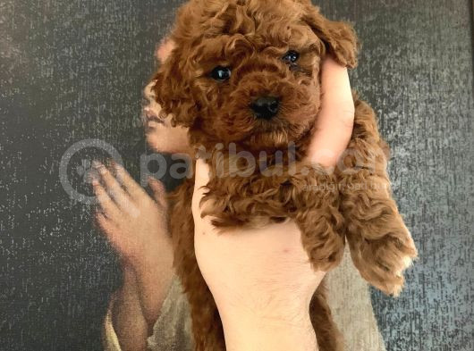 Teacup Poodle Yavruları Sahiplenmeye Hazır