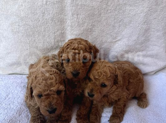 Ori̇ji̇nal Toy Poodle Yavrulari