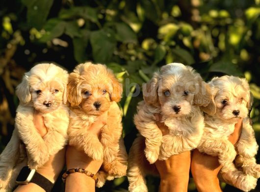 Safkan Malti̇poo Yavrulari