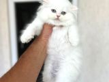 Ayi Surat Tesli̇me Hazir Bri̇ti̇sh Longhai̇r Yavrular