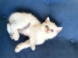 Masmavi Gözlü British Shorthair Tosun Bebek Ns1133 -a kalite