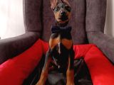 Safkan 5 Adet Erkek Doberman Yavrumuz
