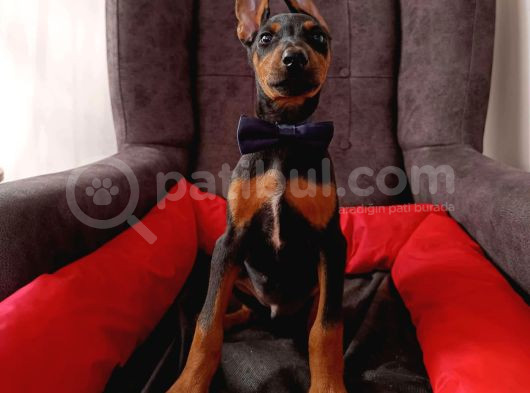 Safkan 5 Adet Erkek Doberman Yavrumuz görsel