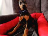 Safkan 5 Adet Erkek Doberman Yavrumuz