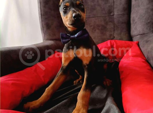 Safkan 5 Adet Erkek Doberman Yavrumuz görsel