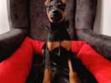 Safkan 5 Adet Erkek DOBERMAN Yavrumuz