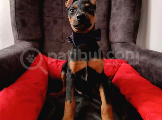 Safkan 5 Adet Erkek Doberman Yavrumuz