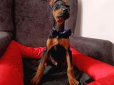 Safkan 5 Adet Erkek Doberman Yavrumuz