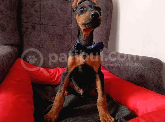 Safkan 5 Adet Erkek Doberman Yavrumuz görsel