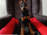 Safkan 5 Adet Erkek Doberman Yavrumuz