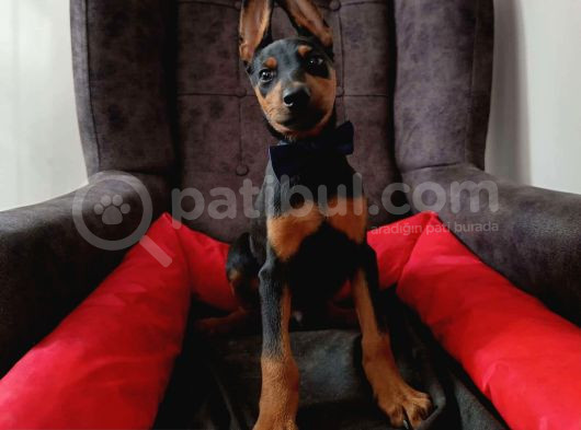 Safkan 5 Adet Erkek Doberman Yavrumuz görsel