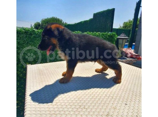 Çiftliğimizden Teslim Düşük Bel Alman Kurdu Yavrularımız görsel