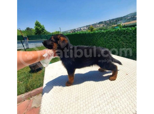 Çiftliğimizden Teslim Düşük Bel Alman Kurdu Yavrularımız görsel