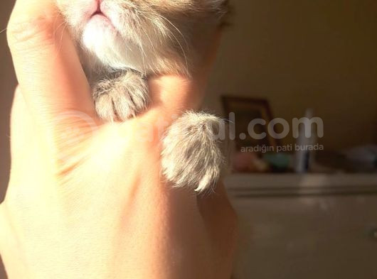 Bu Kadar Oyuncusu Ve Cana Yakını Az Bulunur
