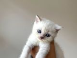 Masmavi Gözlü British Shorthair Tosun Bebek Ns1133 -A Kalite