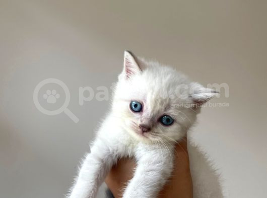 Masmavi Gözlü British Shorthair Tosun Bebek Ns1133 -A Kalite görsel