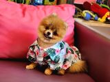 Teacup Erkek 1 Kg İzmir Efsane Pomeranian