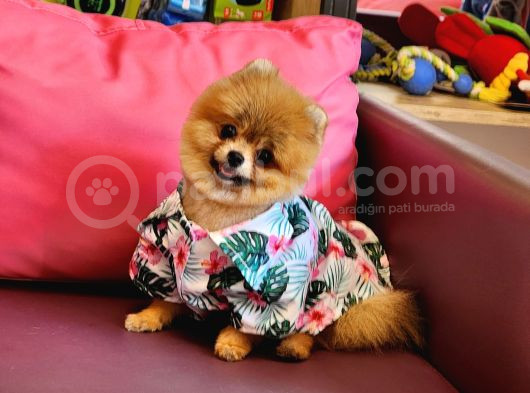 Teacup Erkek 1 Kg İzmir Efsane Pomeranian görsel