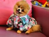 Teacup Erkek 1 Kg İzmir Efsane Pomeranian