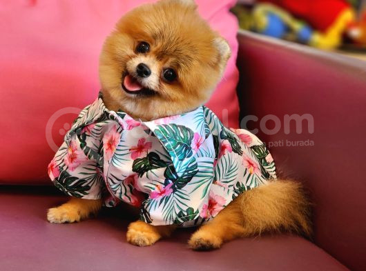 Teacup Erkek 1 Kg İzmir Efsane Pomeranian görsel