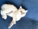 Masmavi Gözlü British Shorthair Tosun Bebek Ns1133 -A Kalite