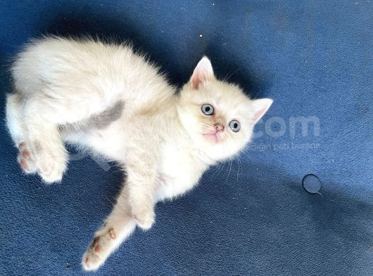 Masmavi Gözlü British Shorthair Tosun Bebek Ns1133 -A Kalite görsel