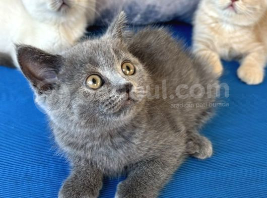 British Sevimli Yavrularım