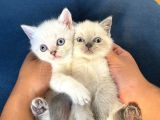Masmavi Gözlü British Shorthair Tosun Bebek Ns1133 -A Kalite