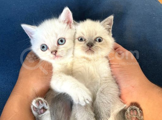Masmavi Gözlü British Shorthair Tosun Bebek Ns1133 -A Kalite görsel