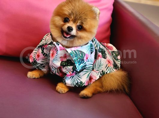 Teacup Erkek 1 Kg İzmir Efsane Pomeranian görsel