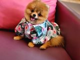 Teacup Erkek 1 Kg İzmir Efsane Pomeranian