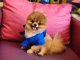 Teacup Erkek 1 Kg İzmir Efsane Pomeranian