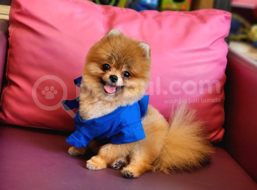 Teacup Erkek 1 Kg İzmir Efsane Pomeranian görsel